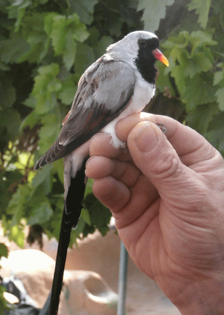 P4120384-Namaqua-Dove