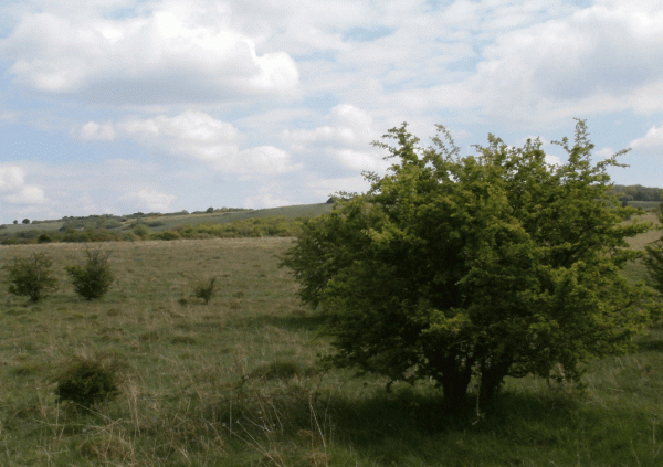 P5180572-Martin-down