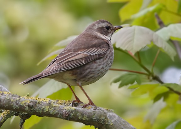 Steve Ashton Dusky Thrush