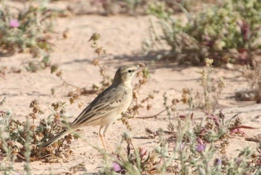 Tanwy Pipit