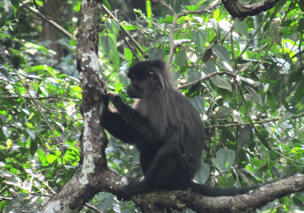 IMG_0007-Grey-cheeked-Manga