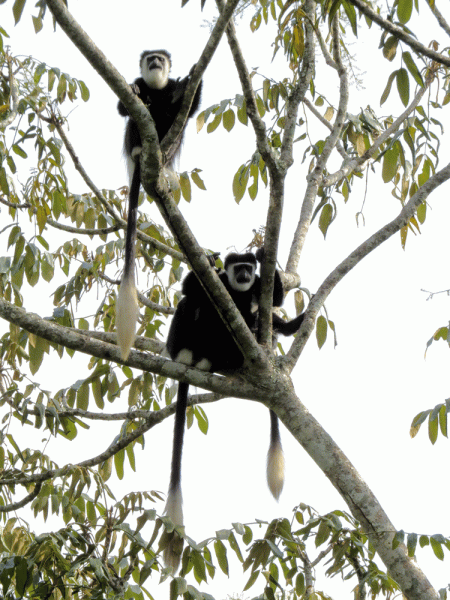 IMG_0161-Colobus