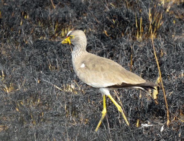 IMG_0360-Af-Wattled-Lapwing