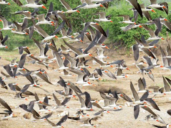 IMG_0648-Af-Skimmers