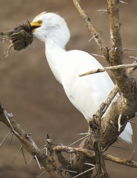 IMG_0770-Cattle-Egret-&-chi