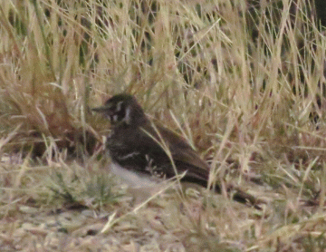 IMG_0877-Dusky-lark