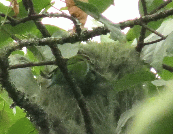 IMG_1342-Af-Green-Broadbill