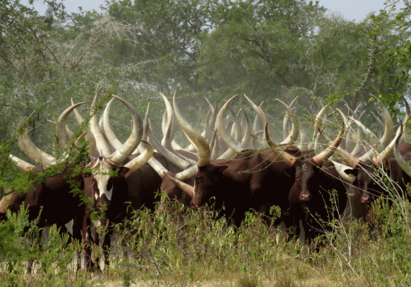 IMG_1543-Ankole-Cattle