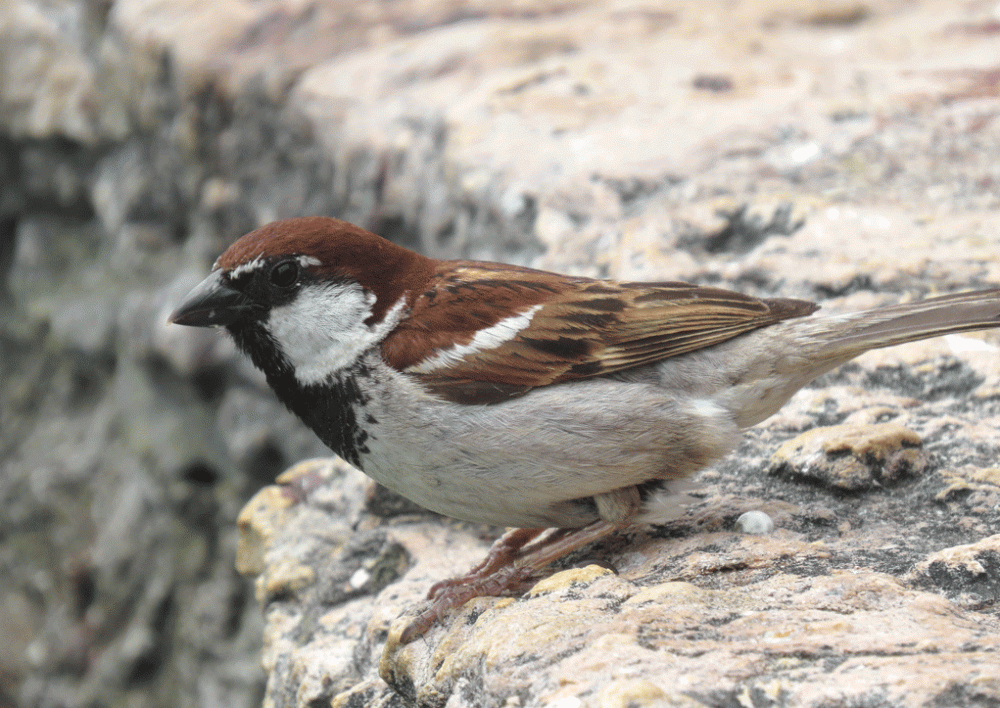 IMG_2136-Italian-Sparrow