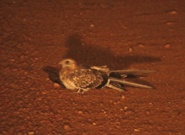 IMG_2249-Pennant-winged-Nig