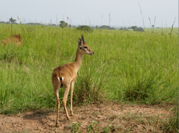 IMG_2387-Oribi