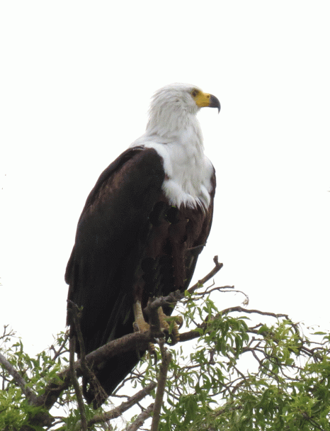 IMG_2457-Fish-eagle