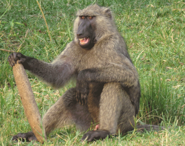 IMG_2489-Baboon