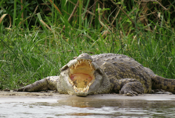 IMG_2575-Croc
