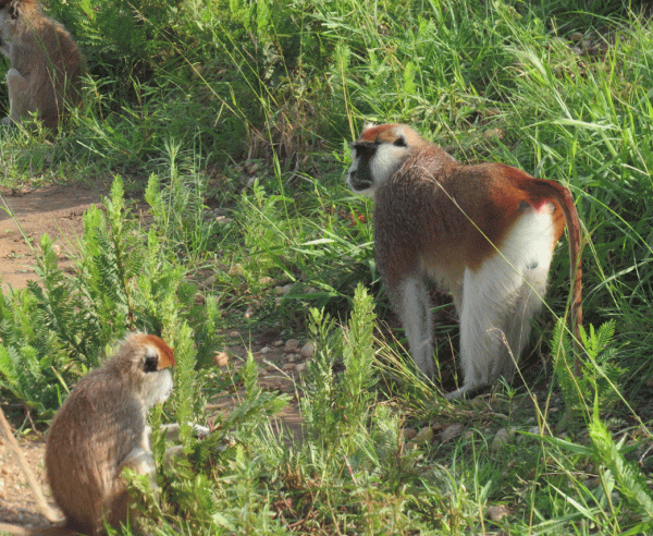 IMG_2709-Patas-Monkeys