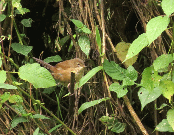 IMG_1355-Nevergreen-Forest-