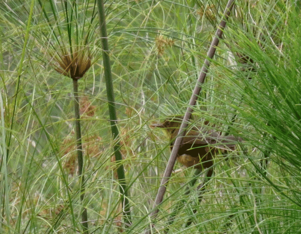 IMG_1401-Papyrus-Yellow-War