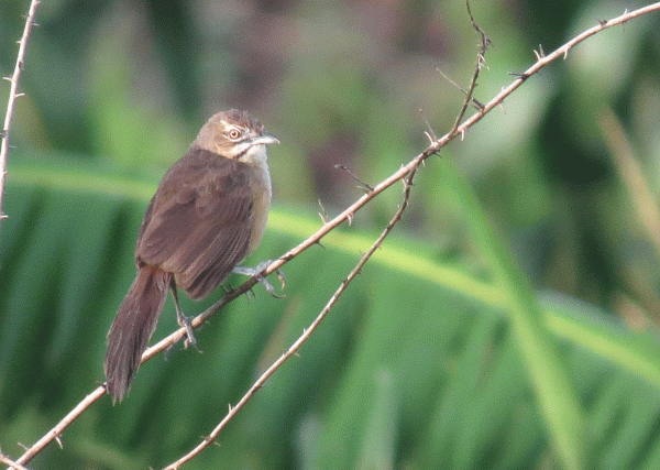 IMG_2785-Moustached-Warbler