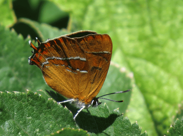 IMG_2832-Brown-Hairstreak