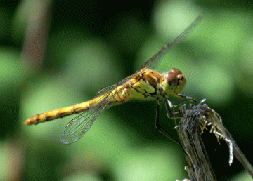 IMG_2835-Ruddy-Darter