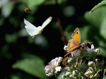 IMG_2847-Small-White-and-Ga