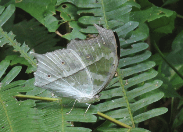 IMG_3030-transparent-butter