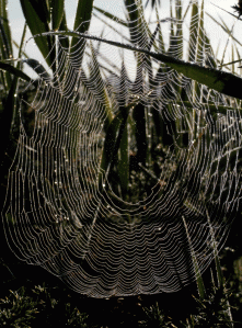 P8060027-Spider-webs