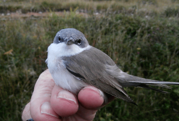 P8070029-Lesser-Whitethroat