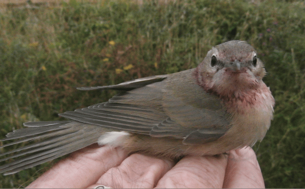 P8070033-Garden-Warbler