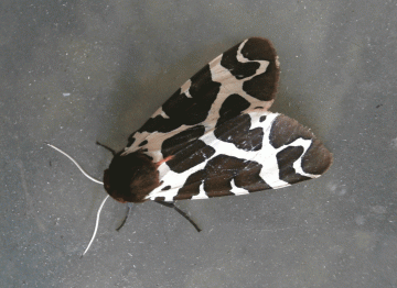 P8100053-Garden-Tiger