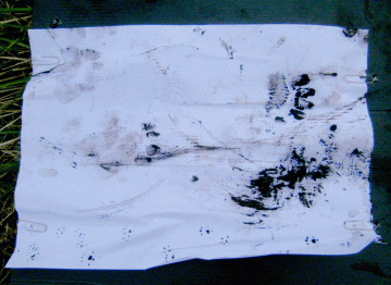 P8110061-Badger-footprints