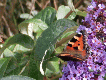 P8130092-Small-Tortoishell
