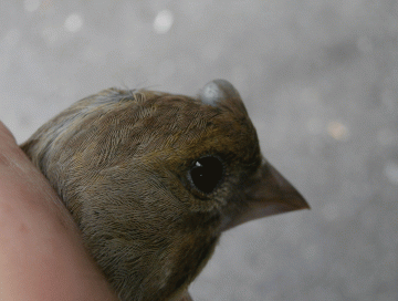 P8210132-Greenfinch-+-tick