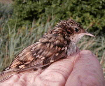 P8230148juv-Treecreeper
