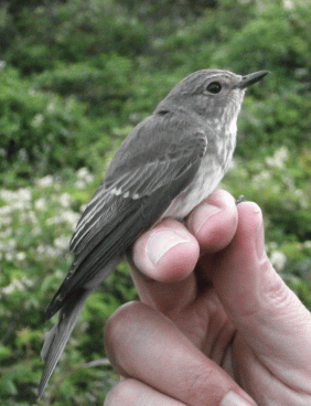 P8250178-Spot-fly - Copy