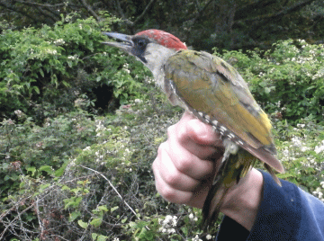 P8250179-ad-Green-Pecker-be - Copy