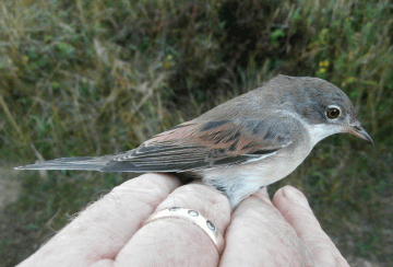 P8270218-Ad-Whitethroat - Copy