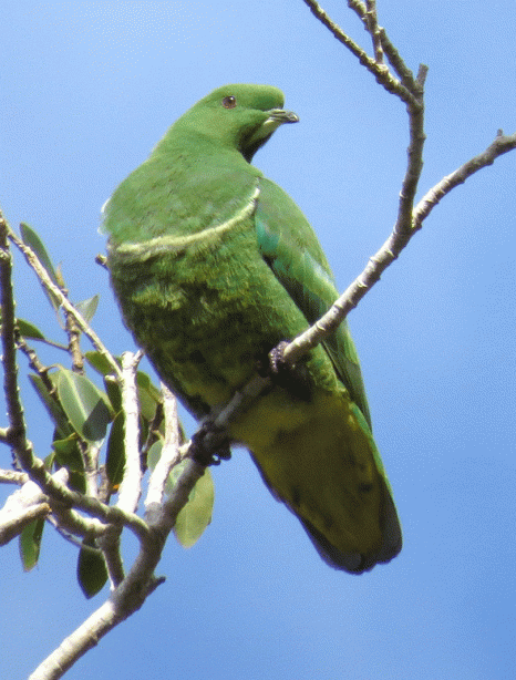 IMG_3249-Cloven-feathered-D