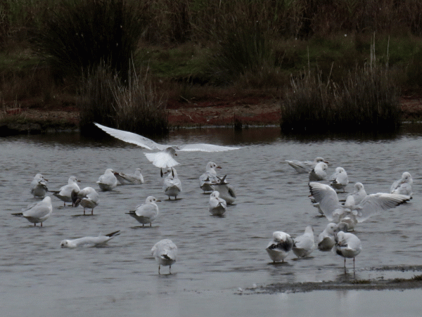 IMG_3852-Med-&-BH-Gull