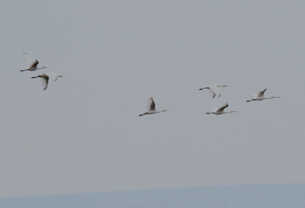 IMG_3866-Lodmoor-Spoonbills