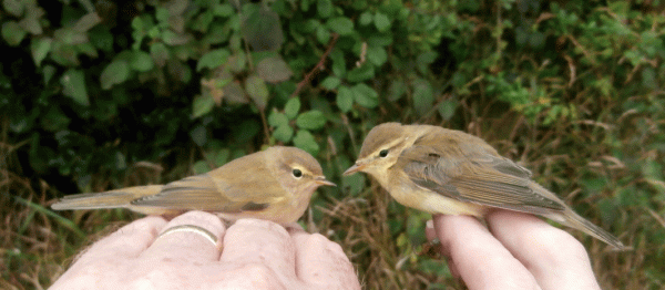 P9300574-Chiff-&-Willow