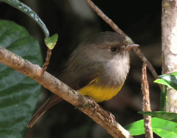 IMG_2935-YB-Flyrobin