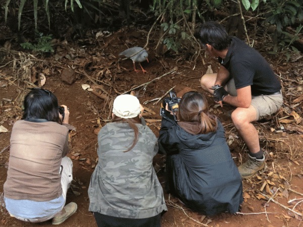 IMG_3113-Kagu-&-Japs