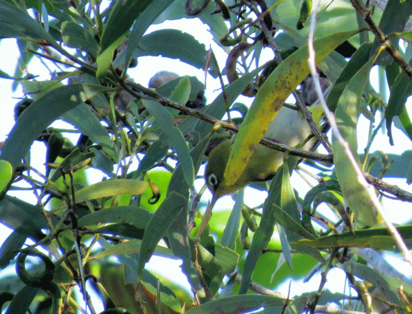 IMG_3194-Small-Lifou-White-