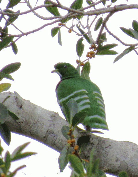 IMG_3237-Cloven-feathered-D