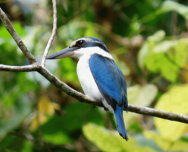 IMG_3258-Vanuatu-Collared-K