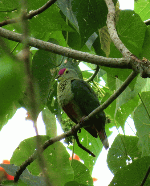 IMG_3267-Red-bellied-Fruit-