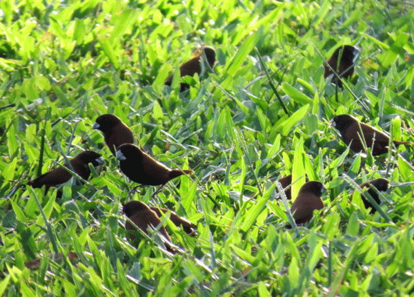 IMG_3314-Nutmeg-Mannikins