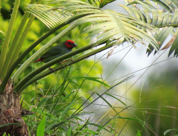 IMG_3338-Fiji-Parrrotfinch