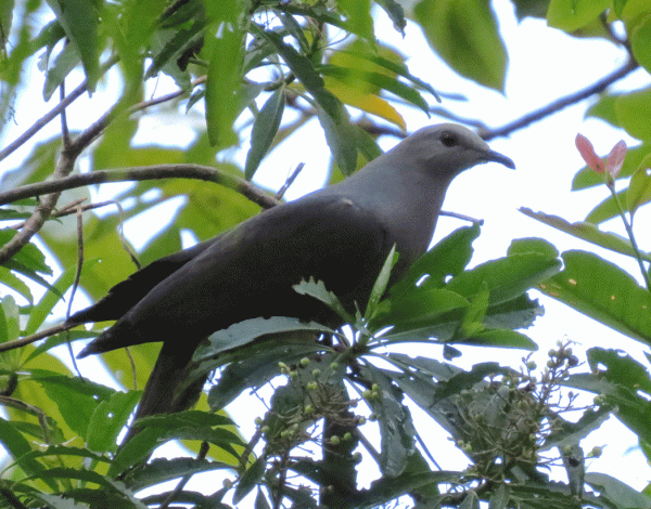 IMG_3428-Barking-Pigeon
